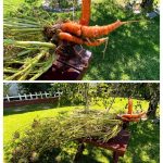 DC Mutant Peacock Carrot by the 2019-2020 Del Cerro Elementary School Green Team