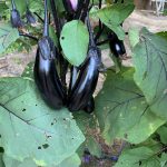 Japanese Eggplant by Carrie Fogarty