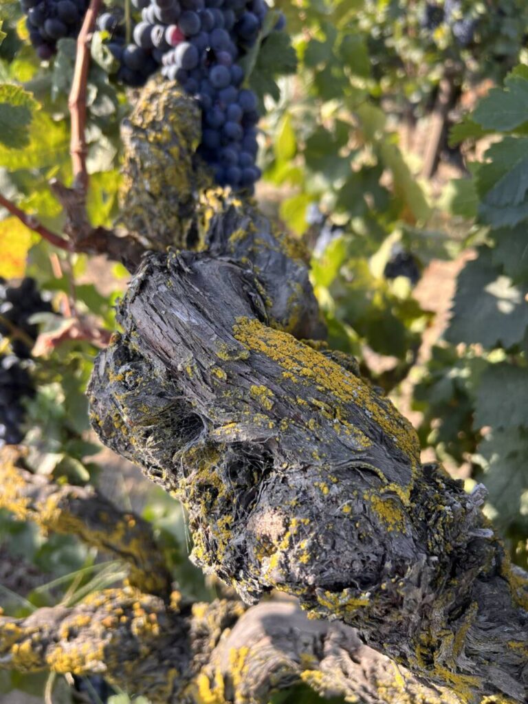 A vine at Mule Plane Vineyard