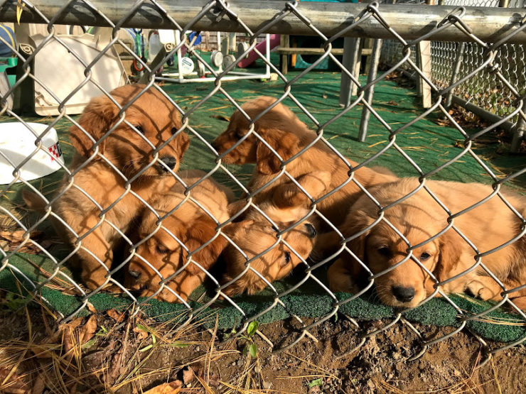 Pile of puppies behind a chain link fence. Too much cuteness!