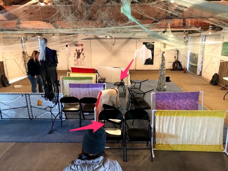 A "Maze" created by chairs and fabric panels for a nosework search.