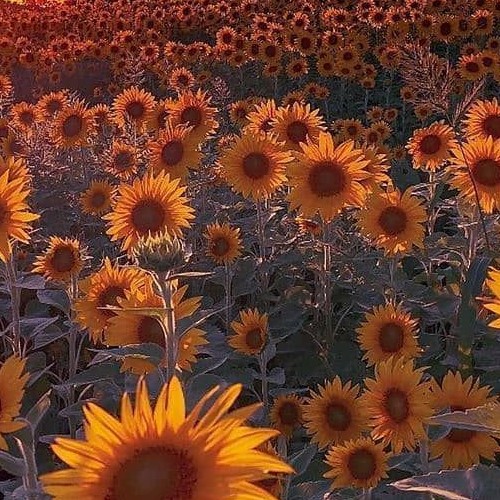 nanalyly07240s picture