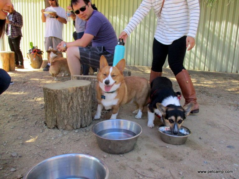 Pet Camp , Main Campground October 7th, 2018 Pet Camp