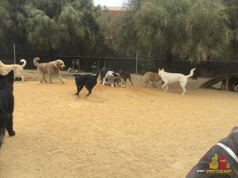 Pet Camp Main Campground July 7th, 2021 Pet Camp