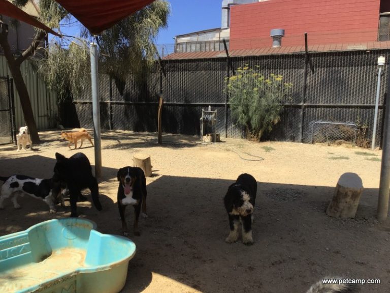 Pet Camp Main Campground July 22nd, 2021 Pet Camp