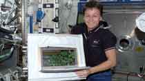 Photo of Astronaut with soybean plants