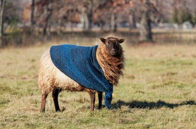 sheep-plaid-blanket
