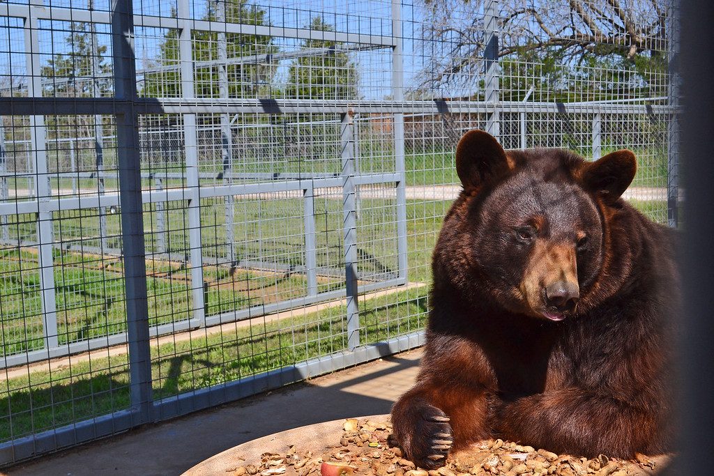 Sharkarosa Wildlife Ranch, Pilot Point, Texas, Bear Den,