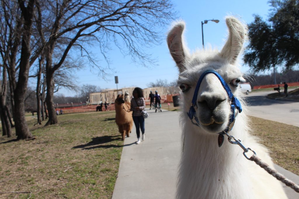 ShangriLlama llamas llama walk, parker, plano, texas, bob woodruff park