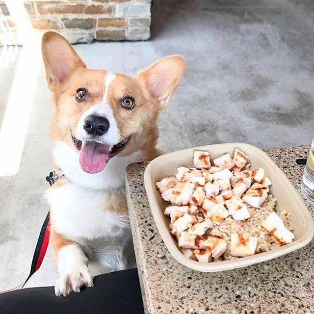 Lazy Dog Restaurant & Bar, Plano, Village 21, Texas, dog-friendly patio, dog-friendly menu
