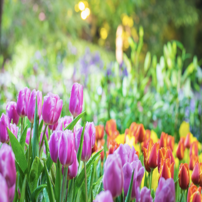 Spring Has Sprung!