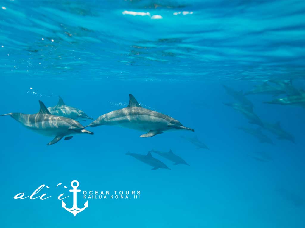 Product K-Bay Reef Snorkel Dolphin Encounter (AM)