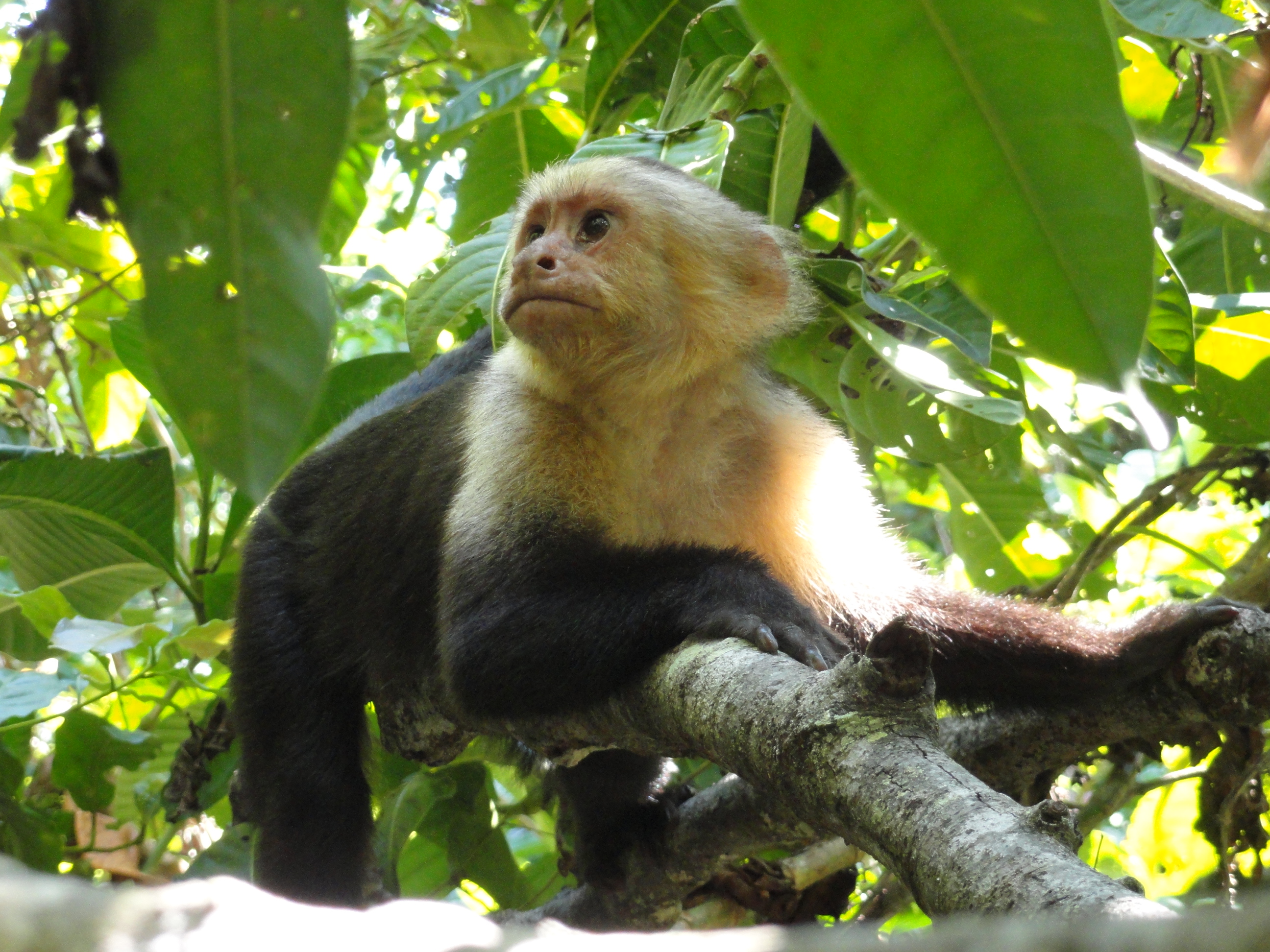 Product Manuel Antonio Excursion