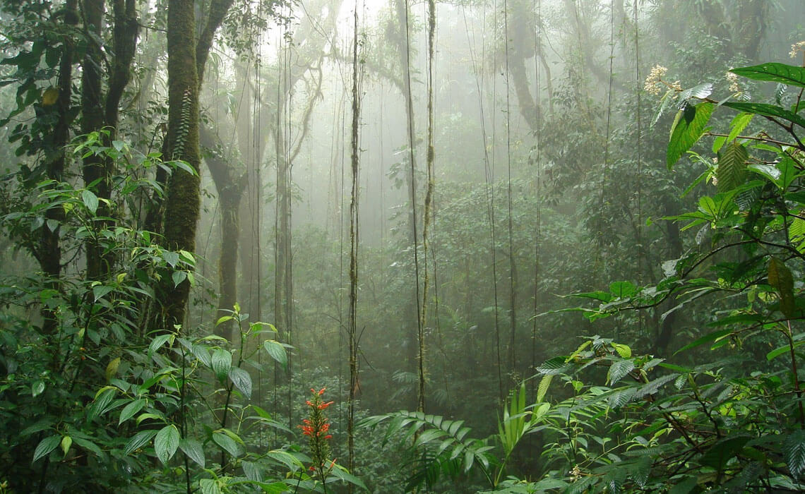 Product Monteverde One Day Excursion