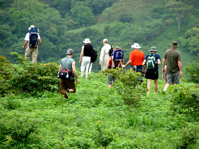 Product Rainforest Walk (Dreams)