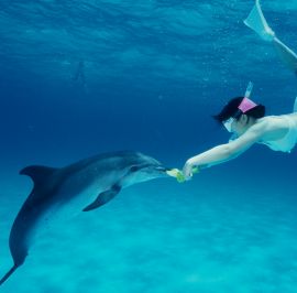 Product Wild Dolphin Swim Snorkel Combo