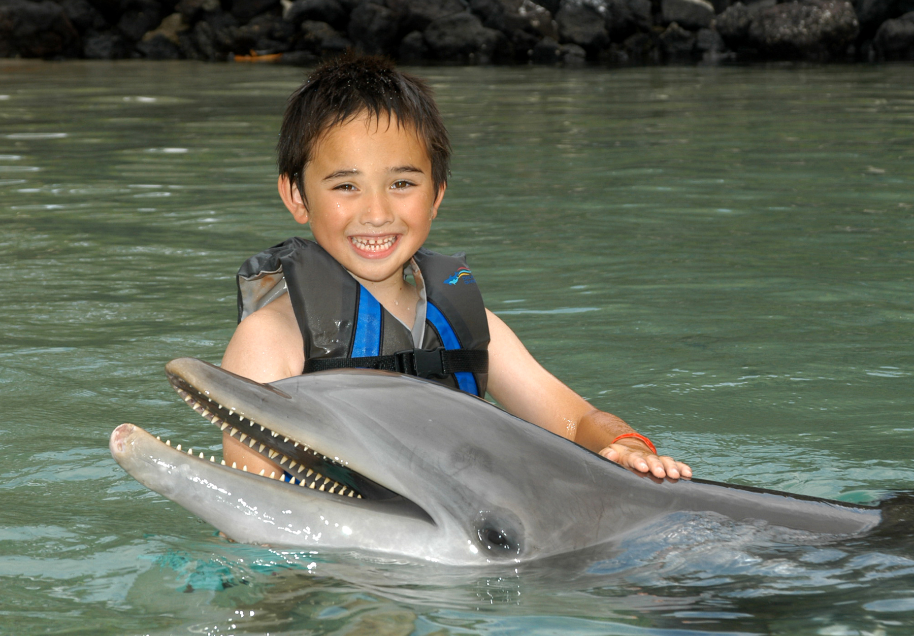 Product Discover Dolphin Babies