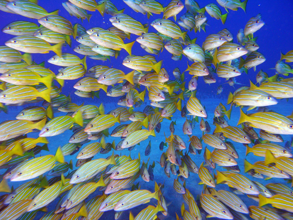 Product Snorkeling Molokini and Makena