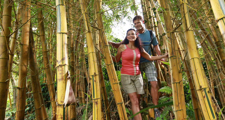 Product Manoa Rainforest and Bamboo Hike
