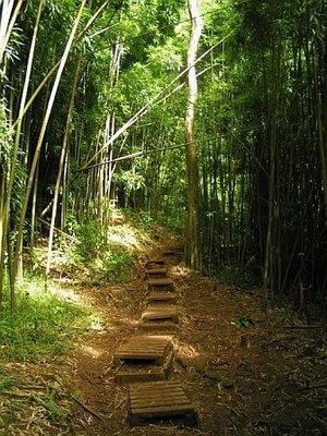 Product Volcanic Rainforest Hike