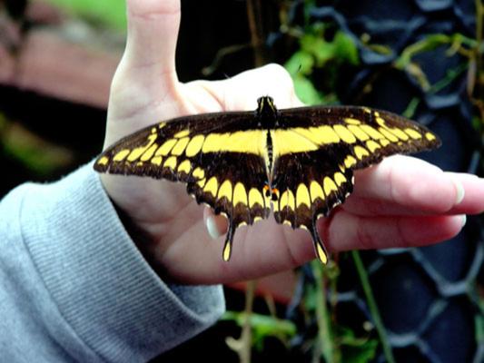 Product Butterfly Farm Tour