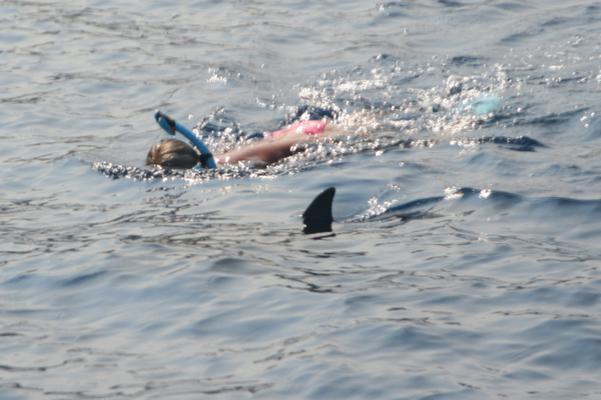 Product Kona Dolphin Swim Experience