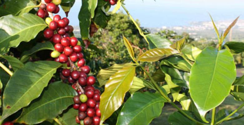 Product Kona Coffee and Craters Adventure