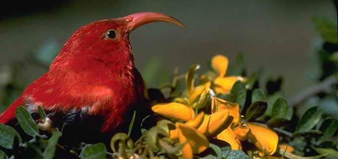Product Rainforest and Dryforest Adventure