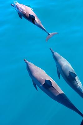 Product Leila Sunset Dinner Sail