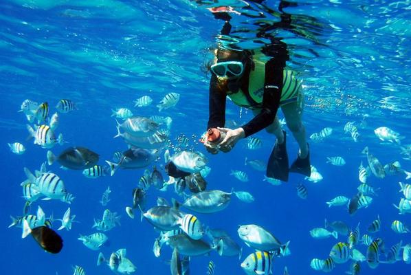 Product Dolphin Watch & Snorkel Sail Afternoon