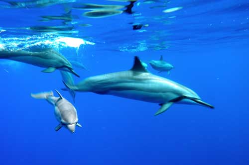 Product Lanai Dolphin Snorkel Experience