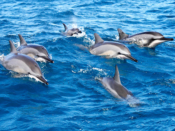 Product Lanai Dolphin Snorkel Experience