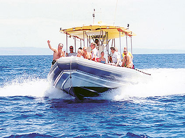 Product Maui Adventure Whale Watch Cruise