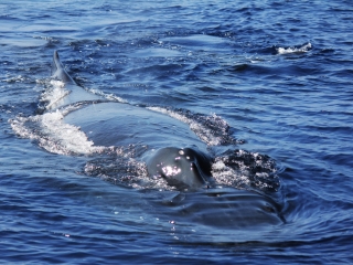 Product Ma'alaea Whale Watch