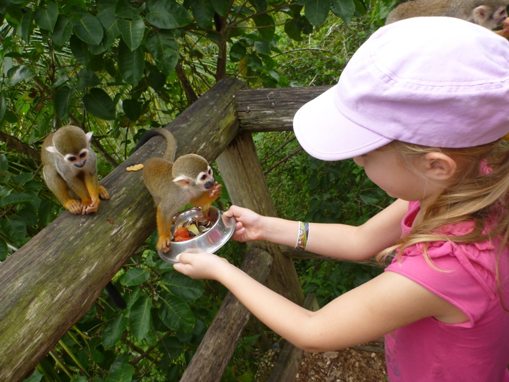 Product Monkey Land Safari