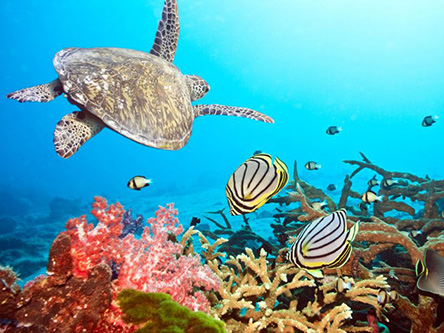 Product Kauai: Deluxe Na Pali Coast Snorkel Cruise