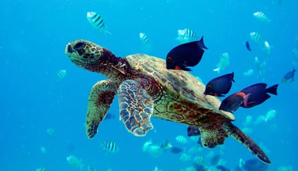 Product Hilton Turtle Snorkel Sail