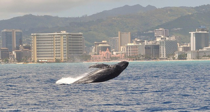 Product Early Bird Whale Watch