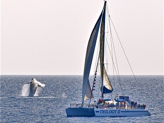 Product Ma'alaea Whale Watch
