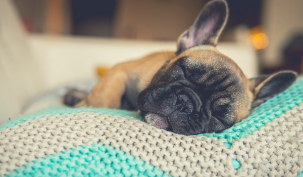 The Ultimate Pet Sitter: Fosters!
