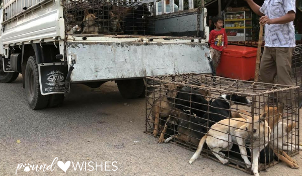 Dog Meat Crisis In Asia