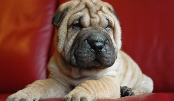 Chinese Shar-Pei 1