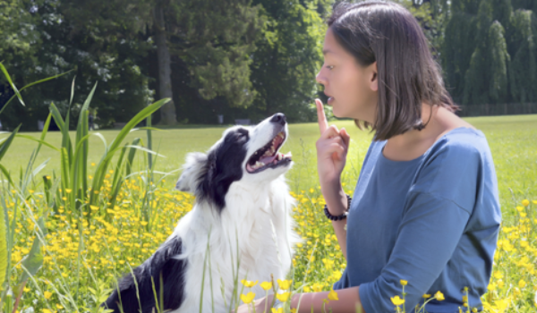 How To Adopt a Dog