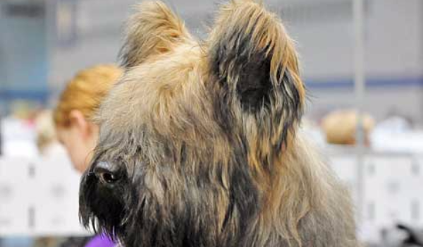 Top 20 Strangest Dog Breeds - Briard