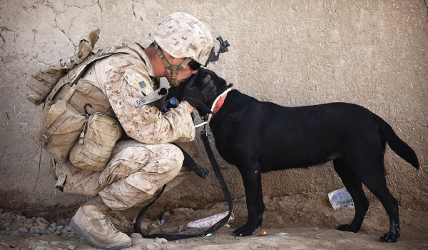 Veterans Day- How Dogs Help With PTSD