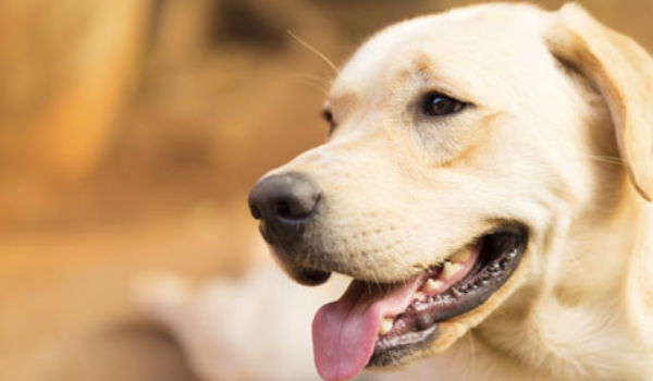 10 Most Frequently Stolen Dog Breeds - #10 - Labrador Retriever