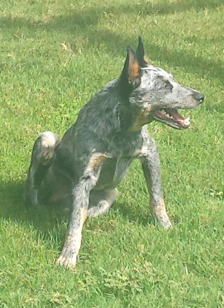australian cattle adoption fallon adopt australian cattle blue heeler fallon in fort worth t australian cattle adoption fallon adopt australian cattle blue heeler fallon in fort worth t