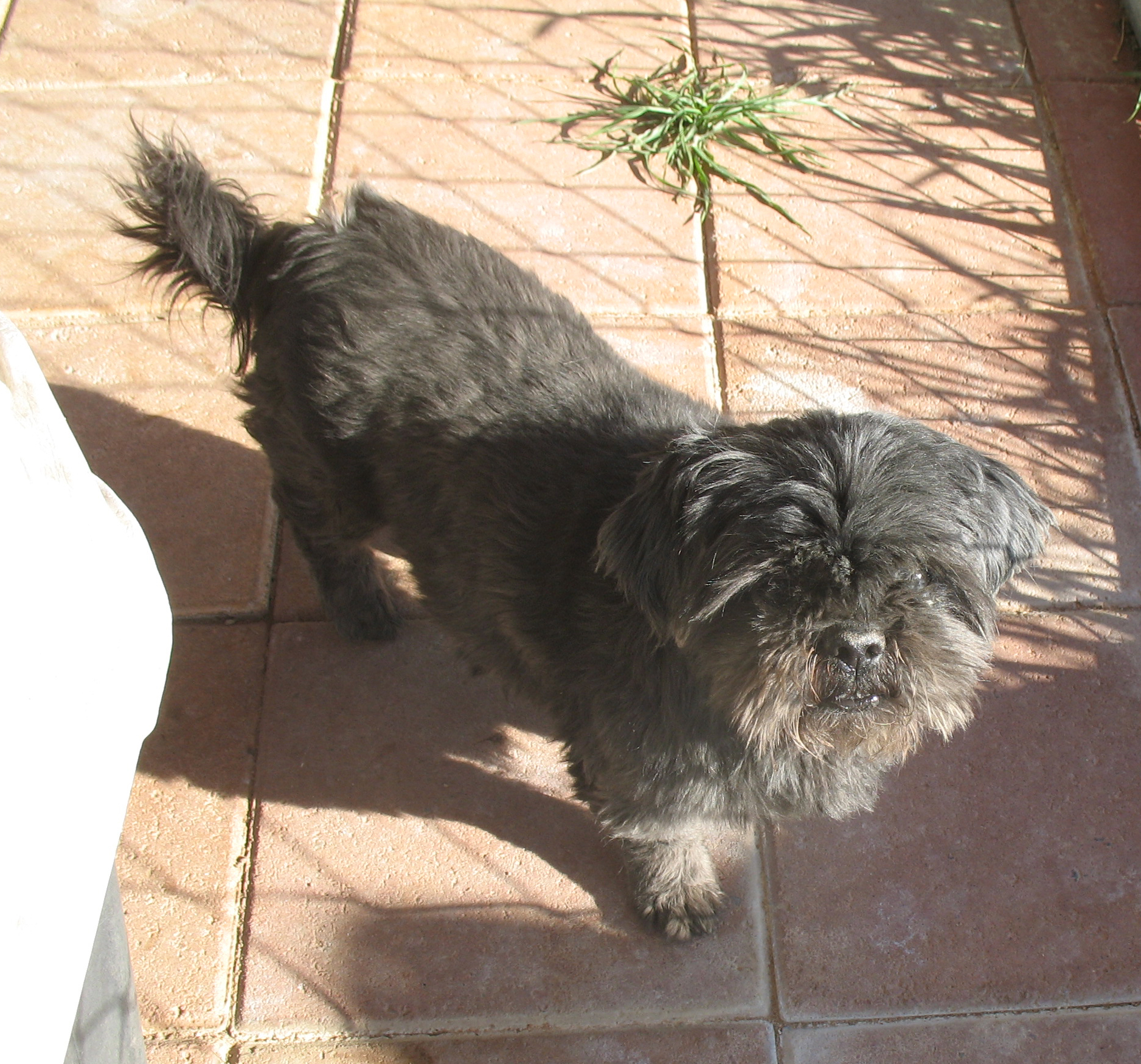 affenpinscher skin problems puppy mill survivors u0026 eye surgery for shih tzu adopt miscellaneous br affenpinscher skin problems puppy mill survivors u0026 eye surgery for shih tzu adopt miscellaneous br