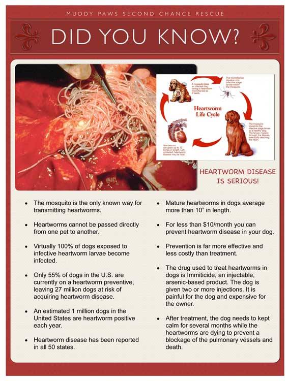 heartworm treatment cost doug s heartworm treatment adopt yellow labrador retriever doug s hear heartworm treatment cost doug s heartworm treatment adopt yellow labrador retriever doug s hear