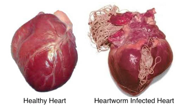 heartworm treatment cost doug s heartworm treatment adopt yellow labrador retriever doug s hear heartworm treatment cost doug s heartworm treatment adopt yellow labrador retriever doug s hear